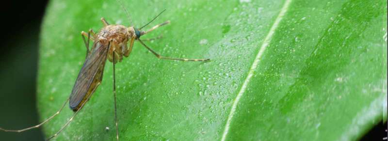 Stored Grain Pest Management